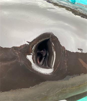 Comparison of infrared thermography of the blowhole mucosa with rectal temperatures in killer whales (Orcinus orca)